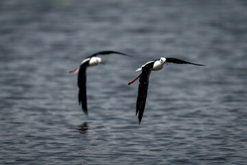 Two black-winged stilts fly low over river