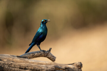 Greater blue-eared starling on branch in profile