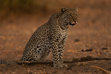 Leopard sits licking lips beside branch