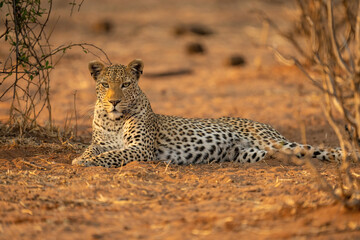 Leopard lies between bushes staring at camera