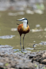 African jacana walks towards camera in shallows