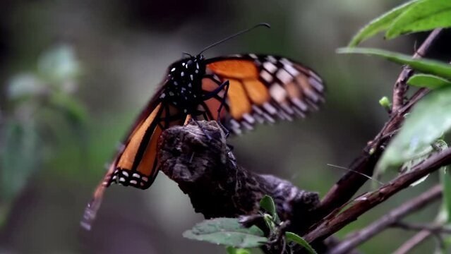 Monarch butterflies in mexico nature sanctuary 