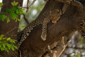 Leopard lies asleep straddling branch of tree