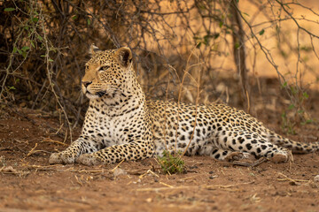 Leopard lies by bush with head lifted