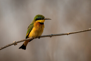 Obraz premium Little bee-eater shows catchlight on thin branch