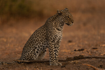 Leopard sits staring ahead beside branch