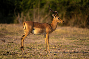 Male common impala with catchlight stands staring