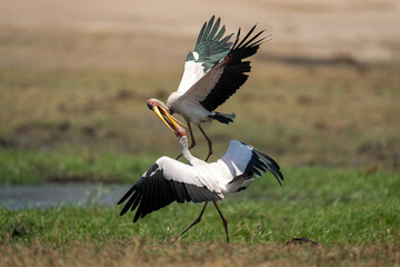 Two yellow-billed storks squabble on grassy riverbank