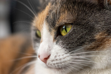 close up of a tri color cat