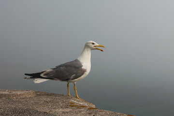 A close-up gaviot bird sits on the parapet in foggy weather with its beak open.