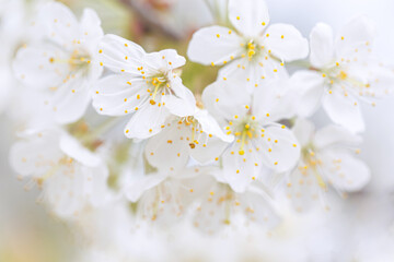 Blooming tree branch with white flowers close up in a sunny day. Spring nature concept. Selective focus
