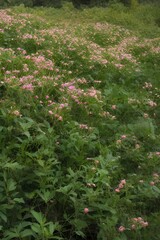 Fototapeta premium a flower of invasive plants - generative ai