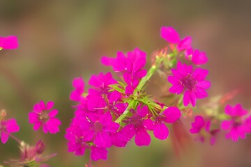 a flower of invasive plants - generative ai