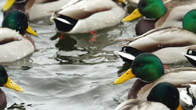 Ducks swimming in the winter lake. Many ducks swimming in the winter lake. Close up.