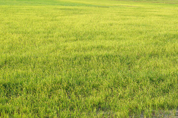 Fototapeta na wymiar beautiful green rice in the off-season in order to produce a high price