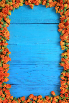 Frame of freshly picked flowers of calendula officinalis on a blue wooden background