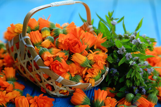 Wicker basket full of freshly picked flowers of calendula officinalis on a blue wooden background with a bunch of blooming fresh mint