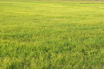Fototapeta premium beautiful green rice in the off-season in order to produce a high price