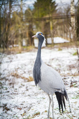 wild crane walking in park