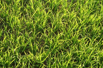 beautiful green rice in the off-season in order to produce a high price