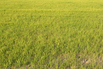 beautiful green rice in the off-season in order to produce a high price