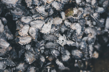 The surface and texture of oysters perched on rock selective focus blurred background