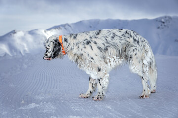 A cute dog, English setter, with long hair, stops on the snow, tired after a hike to the top of a ski slope in the mountains at 2700 m altitude.
Frozen snowballs are stuck to his hair.
Alps, France. - obrazy, fototapety, plakaty
