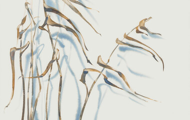 Dried water grass with a shadow on white watercolor background - 567739702