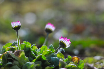 Close up of common daisy flowers bellis perennis © William
