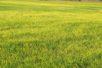 Obraz premium beautiful green rice in the off-season in order to produce a high price