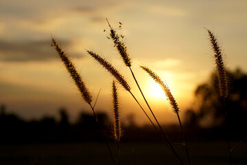 silhouette flowers grass sunset background