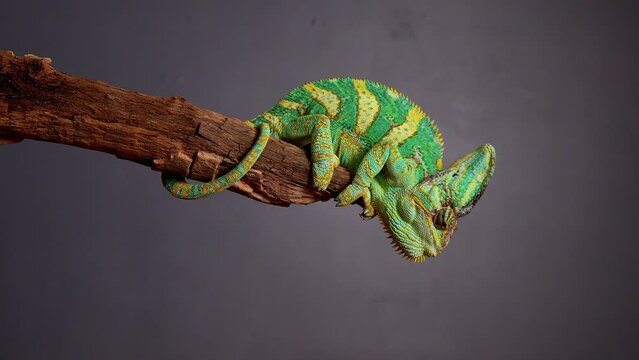 Veiled Chameleon, Chamaeleo calyptratus, sits on branch and look in different directions close-up on a grey background. 4k raw Studio footage of exotic pet, animals
