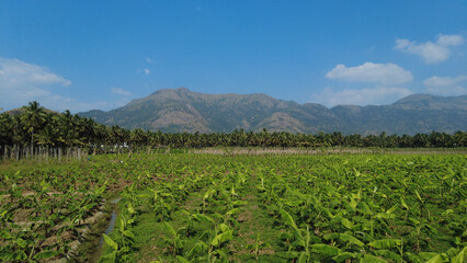 Fototapeta na wymiar Plantain farming in Kanyakumari district, western ghats mountain range, Tamil Nadu