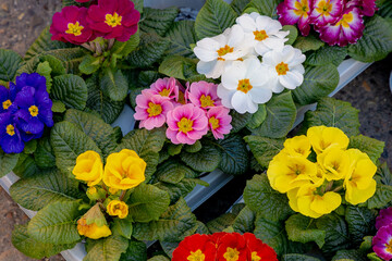 Selective focus of colourful Primula vulgaris, Common primrose is a species of flowering plant in the family Primulaceae, Little multi color flowers with green leaves, Nature spring floral background.