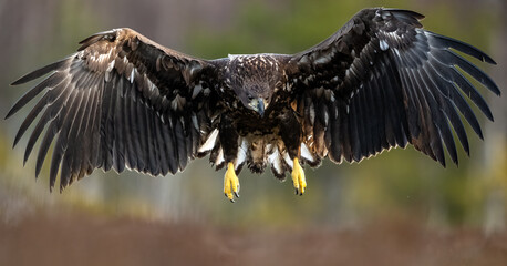 Eagle landing wings wide open in the bog with forest background