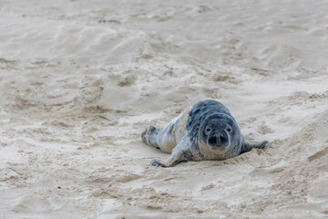 Young seal in its natural habitat laying on the beach and dune in Dutch north sea cost (Noordzee) The earless phocids or true seals are one of the three main groups of mammals, Pinnipedia, Netherlands © Sarawut