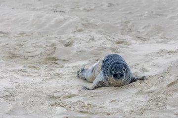 Muurstickers Young seal in its natural habitat laying on the beach and dune in Dutch north sea cost (Noordzee) The earless phocids or true seals are one of the three main groups of mammals, Pinnipedia, Netherlands © Sarawut