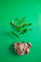 Paper ball with a plant germinating on top. Flat lay Zero waste, eco friendly, natural organic plastic free concept.