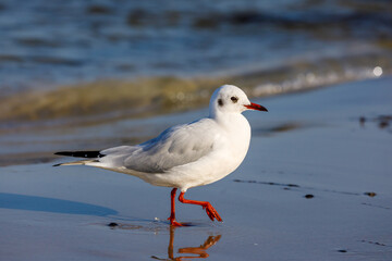 Nationalpark Vorpommersche Boddenlandschaft - Lachmoewe