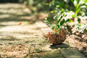 Paper ball with a plant germinating on top. Flat lay Zero waste, eco friendly, natural organic plastic free concept.