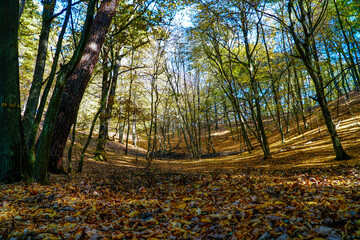 Polska, Lubuskie, jesień, las, wieś © Daniel Folek
