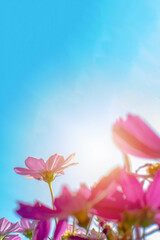 flowers cosmos purple beautiful  in the garden with blurred background and morning light. bright and beautiful