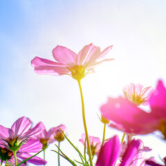 flowers cosmos purple bright  Beautiful close up in garden and morning light