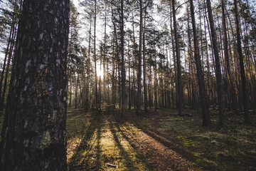 Fototapeta premium The sun at dawn in the morning shines between the trees in a coniferous forest in woodland, the main forest at dawn