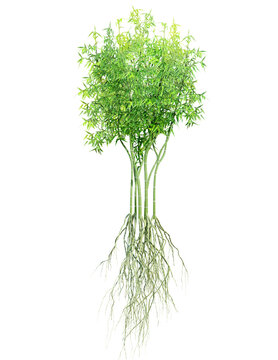 seedling bamboo tree with roots isolated on transparent background, 3D illustration