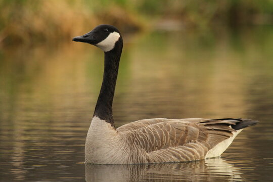Canada goose on pond with reflection