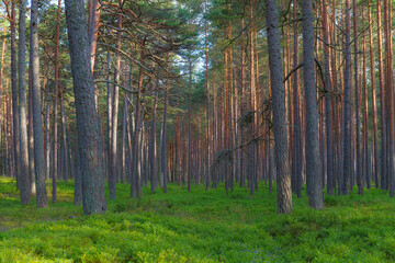 A beautiful natural pine forest in Northern Europe