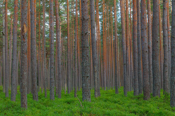 A beautiful natural pine forest in Northern Europe