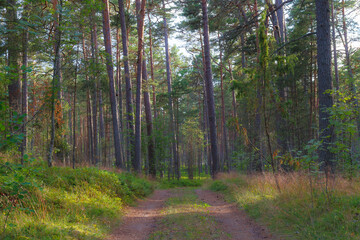 Fototapeta premium A beautiful natural pine forest in Northern Europe