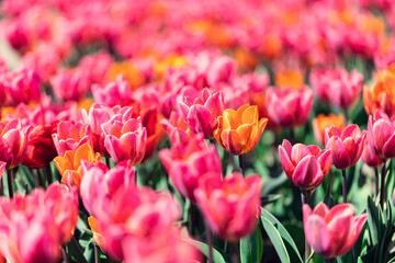 Tulip field flowers in bloom in spring